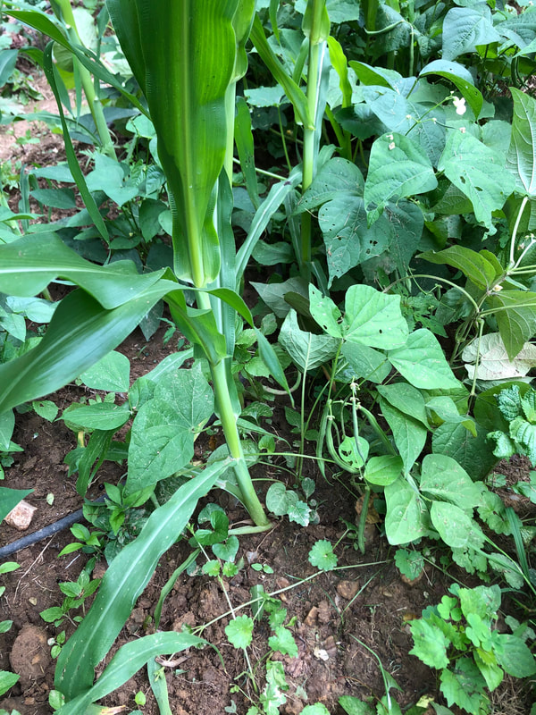 Green beans adding nitrogen for the corn
