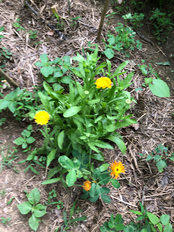 Calendula flowers for culinary use in stews, soups and salads. 