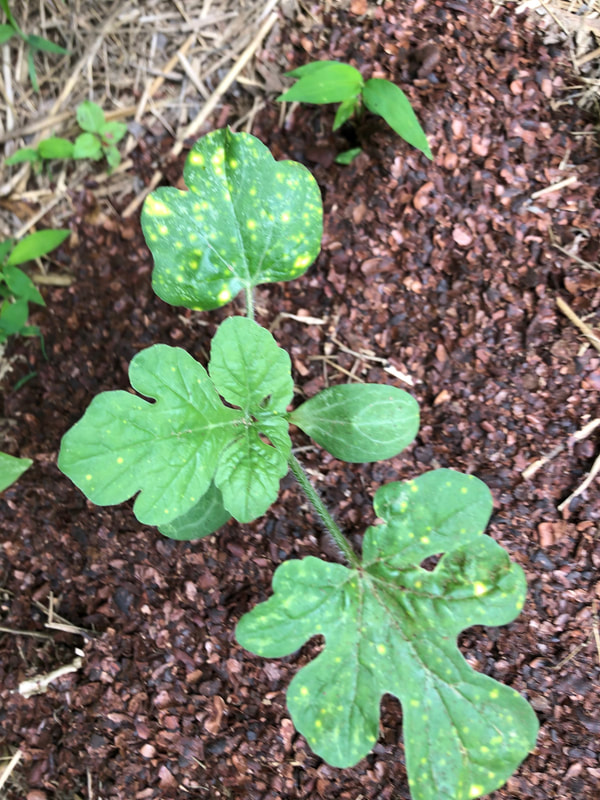 Baby watermelon making its way at the Sandy Spring Museum