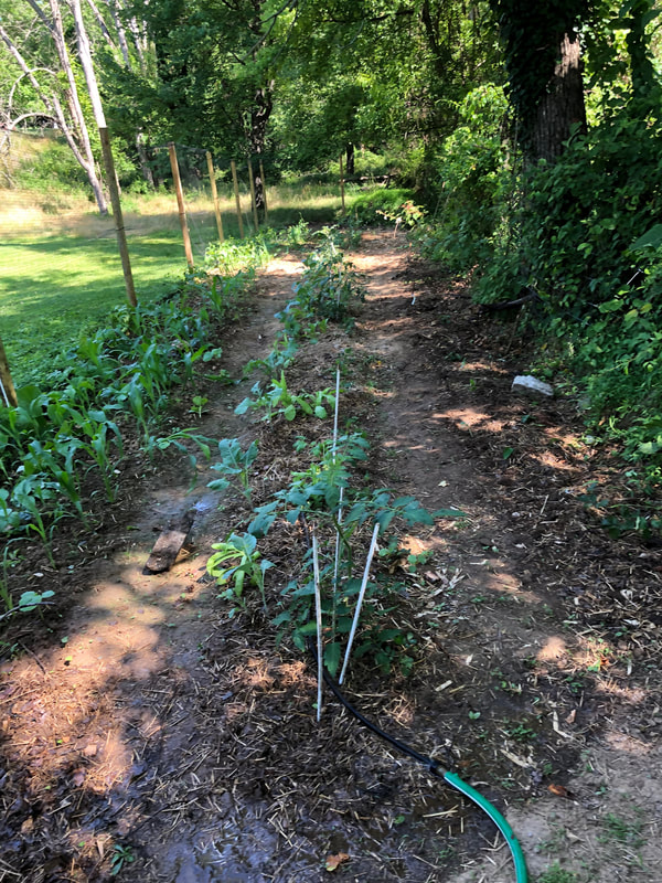 Started from seeds , now we're here. Tomatoes, gem corn, green beans and squash